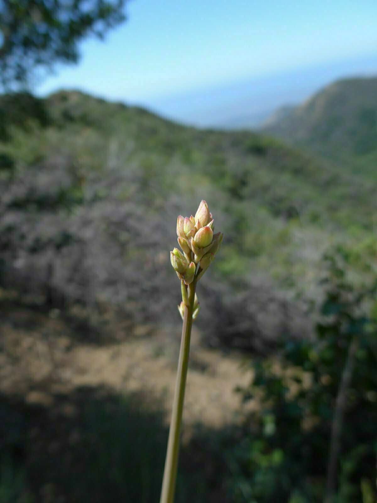 High Resolution Ehrendorferia chrysantha Bud